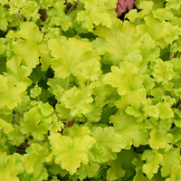 CORALBELLS LIME RICKY 34627 Artistic Landscaping Inc.